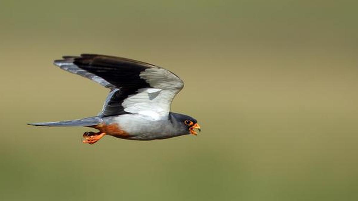 Rare sightings of migratory birds in Coimbatore The Hindu